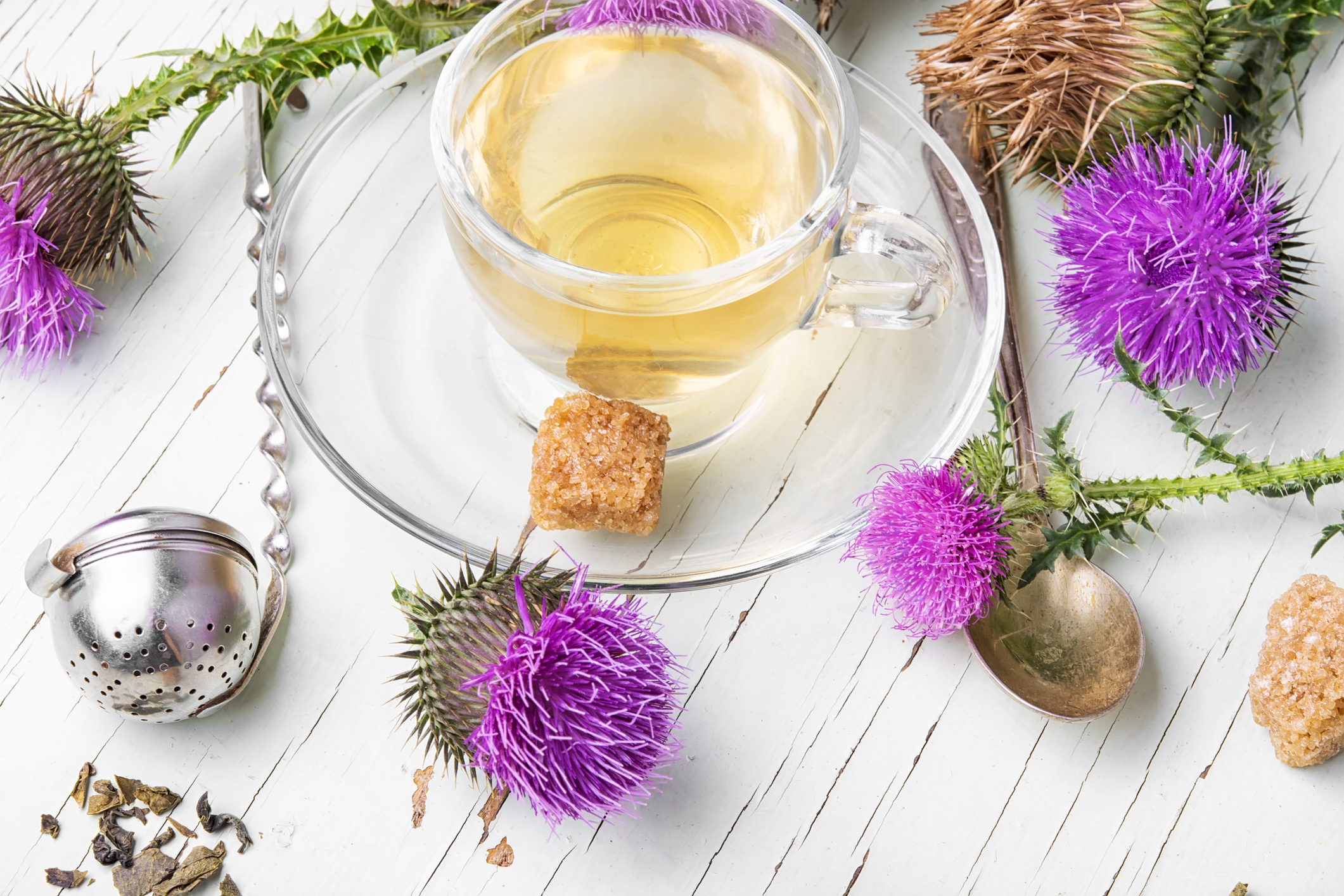 What is Blessed Thistle Tea? | TeaBeyond.io